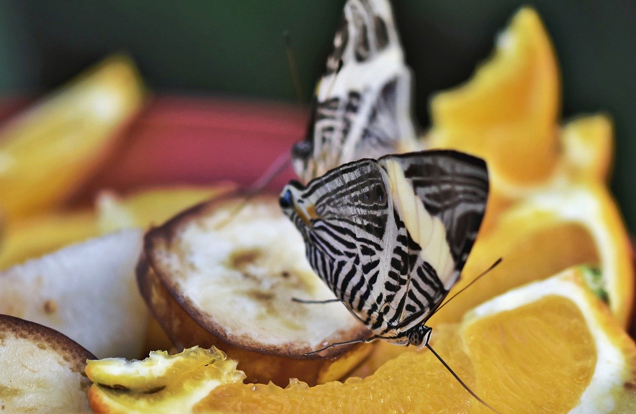 butterfly, insect, fruit-7298849.jpg